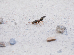 Staphylinus caesareus