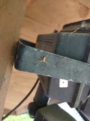 Philodromus aureolus