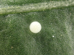 Helicoverpa armigera