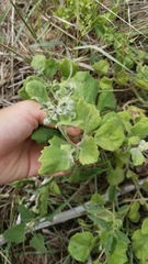 Physalis cinerascens
