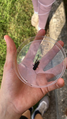 Eunemobius carolinus