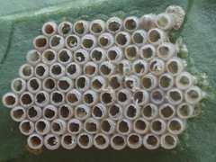 Trissolcus