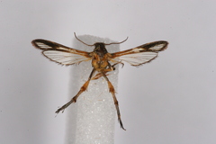 Sophona pedipennula