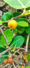 Ficus tinctoria