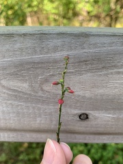 Persicaria filiformis
