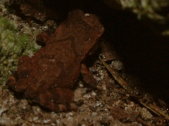 Anaxyrus fowleri