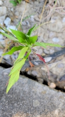 Euphorbia davidii