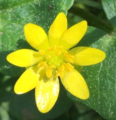Ficaria verna