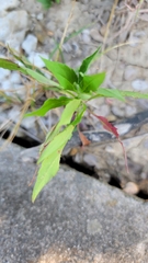 Euphorbia davidii
