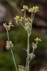Helichrysum luteoalbum