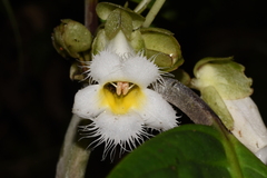 Drymonia brochidodroma