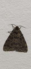 Olepa ricini