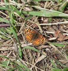 Phyciodes mylitta