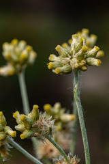 Helichrysum luteoalbum