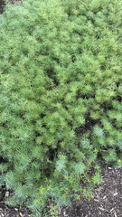 Asparagus aethiopicus