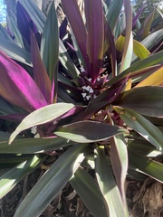 Tradescantia spathacea