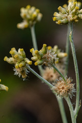 Helichrysum luteoalbum