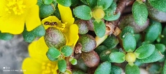 Portulaca psammotropha
