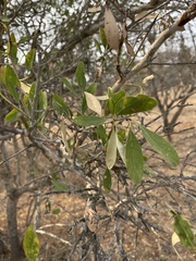 Gymnosporia senegalensis