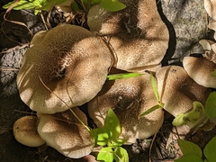 Lentinus tigrinus