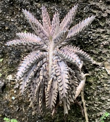 Kalanchoe × houghtonii
