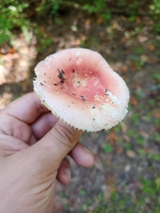 Russula fragilis