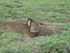 Marmota camtschatica