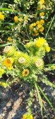Grindelia ciliata