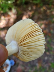 Russula fragilis