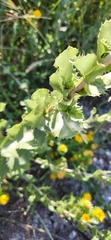 Grindelia ciliata