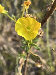 Oenothera elata