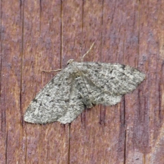 Hypagyrtis piniata