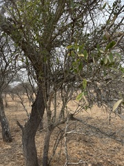 Gymnosporia senegalensis