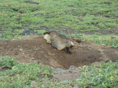 Marmota camtschatica