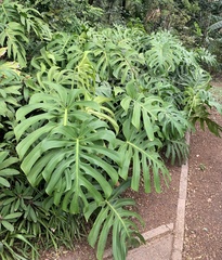 Monstera deliciosa