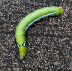Daphnis nerii