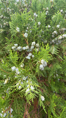 Platycladus orientalis