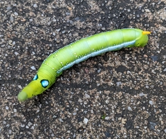 Daphnis nerii
