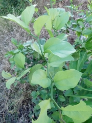 Sarcomphalus amole