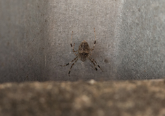 Nephilingis cruentata