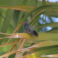 Cynanthus latirostris