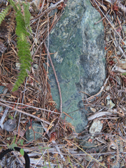 Silene campanulata