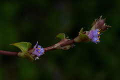 Cyanotis foecunda image