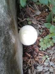 Leucocoprinus fragilissimus