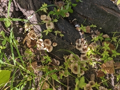 Lentinus tigrinus
