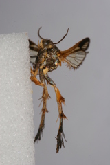 Sophona pedipennula