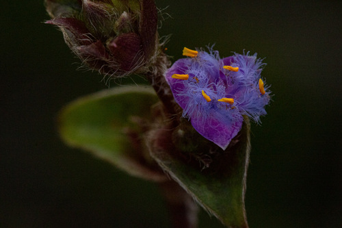 Cyanotis foecunda image