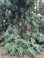 Monstera deliciosa