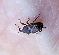 Glyptobaris lecontei