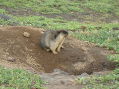 Marmota camtschatica